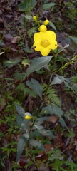 Aureolaria