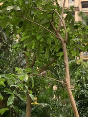Pycnonotus cafer