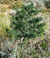 Asparagus mariae