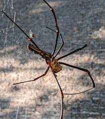Nephila pilipes
