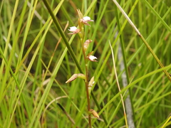 Prasophyllum