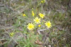 Senecio pinnatifolius