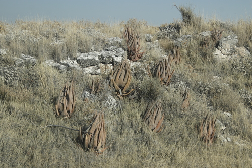 Aloe esculenta image