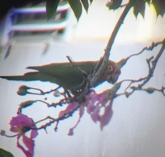 Psittacara erythrogenys