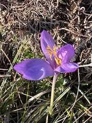 Crocus nudiflorus
