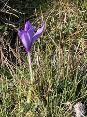 Crocus nudiflorus