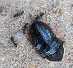 Opisthoplatia orientalis