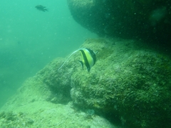 Zanclus cornutus