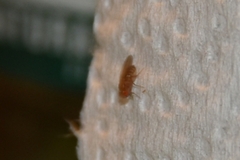 Drosophilidae