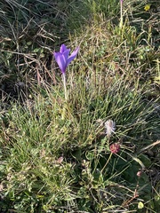 Crocus nudiflorus