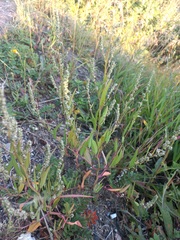 Atriplex patens
