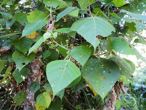 Variety Macaranga involucrata mallotoides · iNaturalist