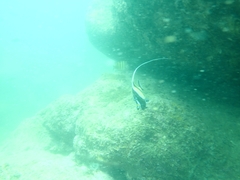 Zanclus cornutus