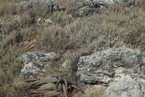 Image of Aloe esculenta by (c) Tony Rebelo, some rights reserved (CC BY-SA)