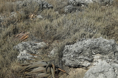 Aloe esculenta image