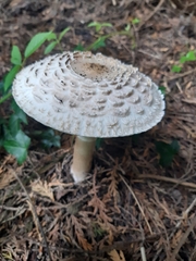Chlorophyllum olivieri