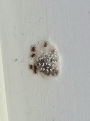 Steatoda bipunctata