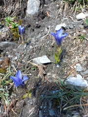 Gentianopsis ciliata