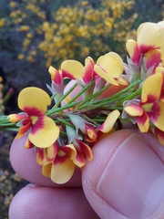 Dillwynia elegans