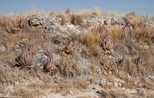 Image of Aloe esculenta by (c) Tony Rebelo, some rights reserved (CC BY-SA)