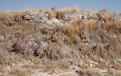 Aloe esculenta image