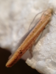 Euhyponomeutoides ribesiella