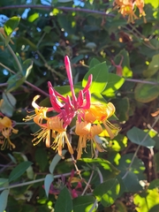 Lonicera periclymenum