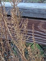 Artemisia californica