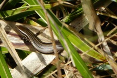 Oligosoma polychroma