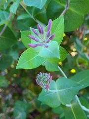 Lonicera periclymenum