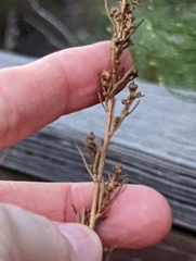 Artemisia californica