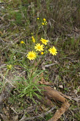 Senecio pinnatifolius