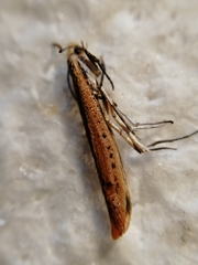 Euhyponomeutoides ribesiella