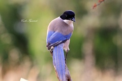 Cyanopica cooki
