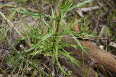Senecio pinnatifolius