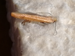 Euhyponomeutoides ribesiella