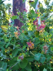 Lonicera periclymenum