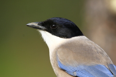 Cyanopica cooki