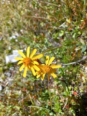 Jacobaea abrotanifolia