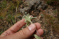 Leontopodium