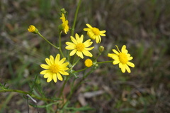Senecio pinnatifolius