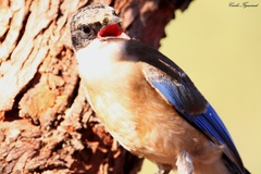 Cyanopica cooki