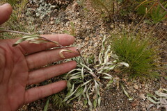 Leontopodium