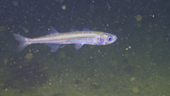Atherinidae