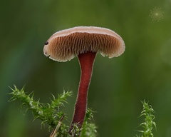 Auriscalpium vulgare