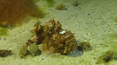 Scorpaena porcus