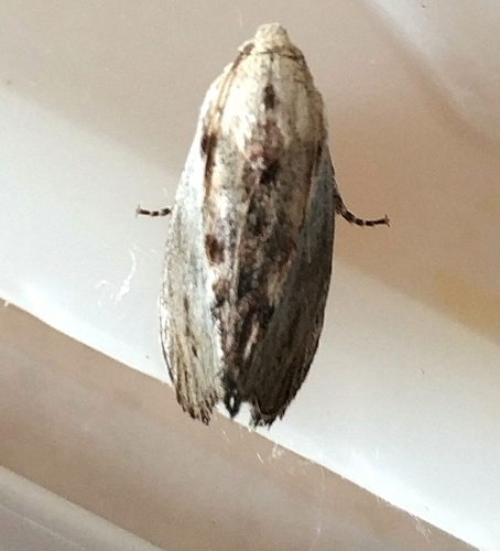 Galleria mellonella