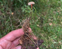 Auriscalpium vulgare