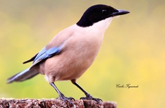 Cyanopica cooki