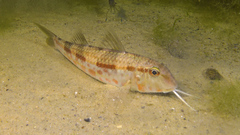 Mullus barbatus